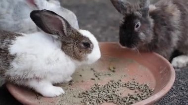 Tavşan dinleniyor, evinde kalıyor, yemek yiyor, uyuyor, yürüyor..