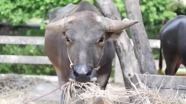 Vacker Buffel Vilar Ett Område Fullt — Stockvideo