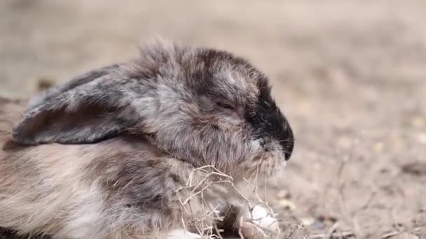 Tavşan Dinleniyor Evinde Kalıyor Yemek Yiyor Uyuyor Yürüyor — Stok video