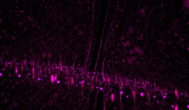 3D soyut dijital teknoloji. Siyah zemin üzerinde pembe ışık parçacıkları ağı dalgası..