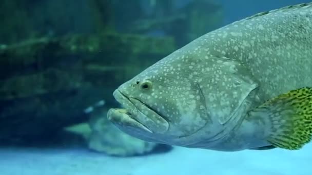 Beaux Poissons Marins Nagent Dans Aquarium — Video