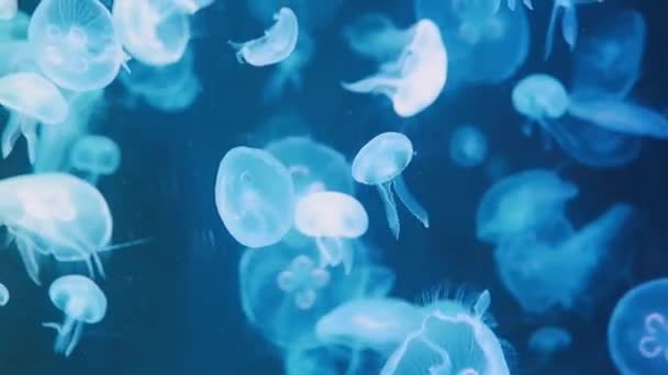 Meduza Pływa Akwarium Wielobarwnymi Światłami — Wideo stockowe
