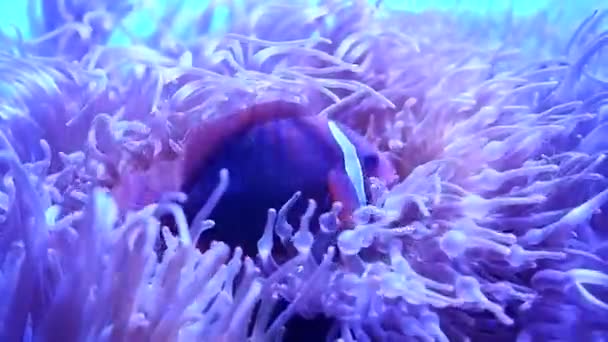 Małe Kolorowe Ryby Morskie Pływające Ukwiałach Akwarium — Wideo stockowe