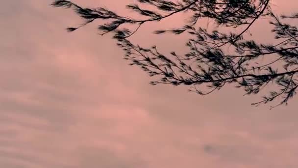 松树的叶子和枝条随风飘荡 伴随着云彩和暮色 — 图库视频影像