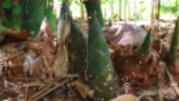 Drops Rain Falling Glass Bamboo Shoot Nature Background — Stock Video