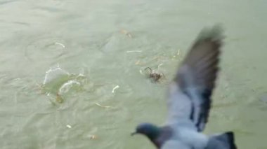 Göletteki bir grup balık, birinin onlar için attığı yemeği yemek için yarışıyorlar..