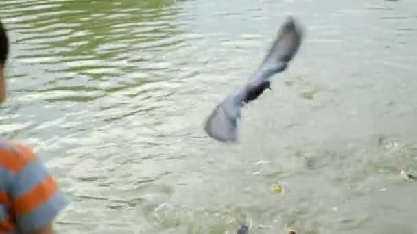 Gruppe Von Fischen Teich Sie Wetteifern Nahrung Die Jemand Für — Stockvideo