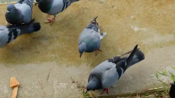 有几只鸽子在争夺面包屑 有人在地板上给出的 — 图库视频影像