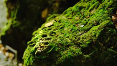 Yeşil yemyeşil yeşillik yosunu ve eğreltiotu. Dinginlik bitkisi, yağmur ormanı..