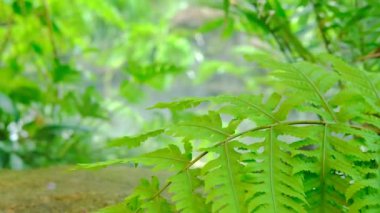 Yeşil yemyeşil yeşillik yosunu ve eğrelti otu dinginlik bitkisi sisli bir iklimle kokar.