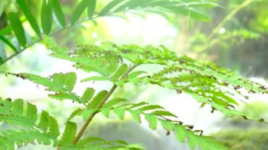 Yeşil yemyeşil yeşillik yosunu ve eğrelti otu dinginlik bitkisi sisli bir iklimle kokar.