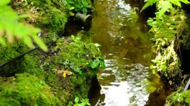 Yeşil yemyeşil yeşillik yosunu ve eğreltiotu. Dinginlik bitkisi, yağmur ormanı..