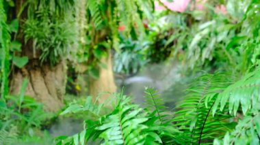 Yeşil yemyeşil yeşillik yosunu ve eğrelti otu dinginlik bitkisi sisli bir iklimle kokar.