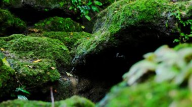 Yeşil yemyeşil yeşillik yosunu ve eğreltiotu. Dinginlik bitkisi, yağmur ormanı..