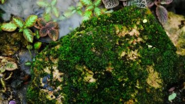 Yeşil yemyeşil yeşillik yosunu ve eğrelti otu dinginlik bitkisi sisli bir iklimle kokar.