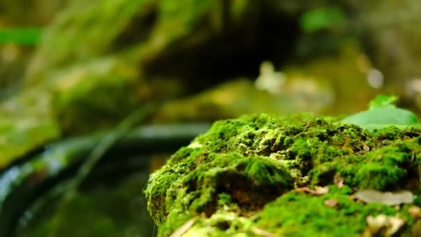 Grünes Üppiges Laubmoos Und Farn Frischer Pflanzenpracht Regenwald — Stockvideo