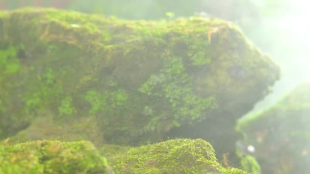 Verde Muschio Fogliame Lussureggiante Felce Giardino Pianta Reshness Con Clima — Video Stock