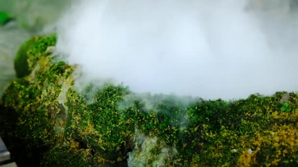 多雾气候下 绿叶苔藓和蕨类在多姿多彩植物中的分布 — 图库视频影像