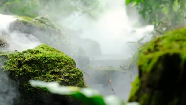 緑色の緑色の葉のモスと残留植物のフェルンは 霧の気候で染まります — ストック動画