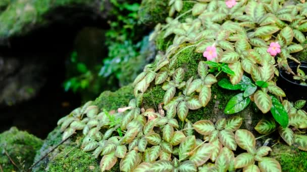 Grünes Üppiges Laubmoos Und Farn Frischer Pflanzenpracht Regenwald — Stockvideo
