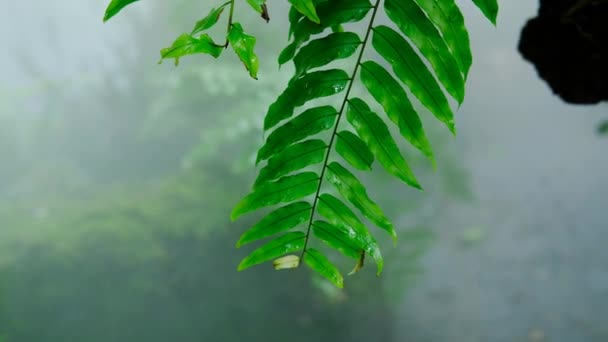 多雾气候下 绿叶苔藓和蕨类在多姿多彩植物中的分布 — 图库视频影像