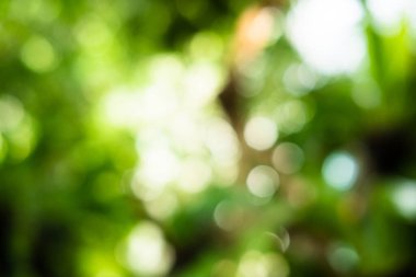 Bulanık doğal yeşil arkaplan bokeh resmi