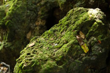 Yeşil yemyeşil yeşillik yosunu ve eğreltiotu. Dinginlik bitkisi, yağmur ormanı..