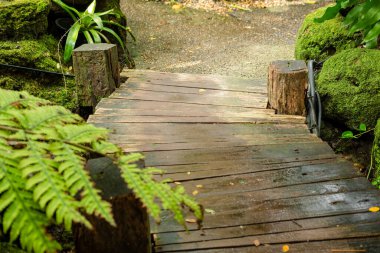 Yeşil yemyeşil yeşillik yosunu ve eğreltiotu. Dinginlik bitkisi, yağmur ormanı..