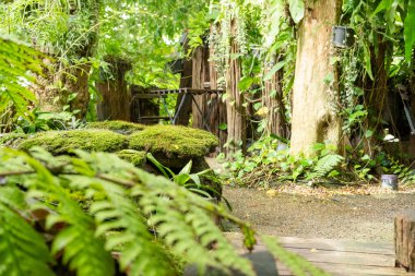 Yeşil yemyeşil yeşillik yosunu ve eğreltiotu. Dinginlik bitkisi, yağmur ormanı..