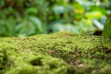 Yeşil yemyeşil yeşillik yosunu ve eğreltiotu. Dinginlik bitkisi, yağmur ormanı..
