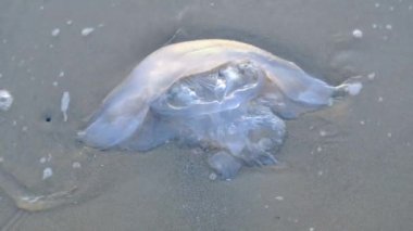 Denizanası nüfusu plaja sürükleniyor ve ekolojik, iklimsel ve çevresel nedenlerden dolayı hayatlarını kaybediyor.