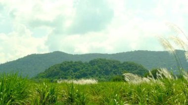 Doğanın ortasında çiçekler, dağlar ve gökyüzü.