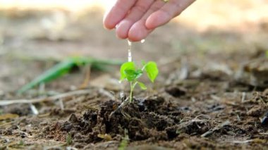 Bir çiftçinin eli genç bir bitkinin üzerine su damlatıyor..