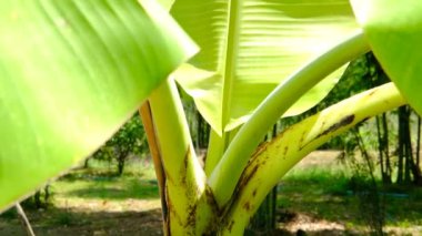 Muz ağacının yeni açık yeşil yaprakları