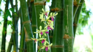 # Çiftçiler orkideleri sularken # # Bambu bahçesinde #