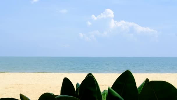 Schöner Strand Ozeanwellen Spülen Den Strand Und Blätter Reflektieren Die — Stockvideo