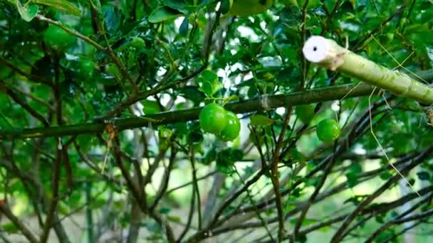 Вода Капает Лимонное Дерево Время Дождя Полива Растения — стоковое видео