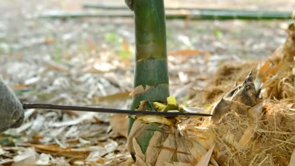 Ręce Farmera Używają Noża Tnącego Zbierania Pędów Bambusa — Wideo stockowe