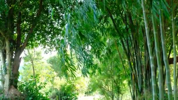 Hermoso Paisaje Jardín Bambú Verde Trozos Hojas Secas Que Han — Vídeos de Stock
