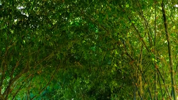 Bellissimo Giardino Bambù Verde Paesaggio Pezzi Foglie Secche Che Sono — Video Stock