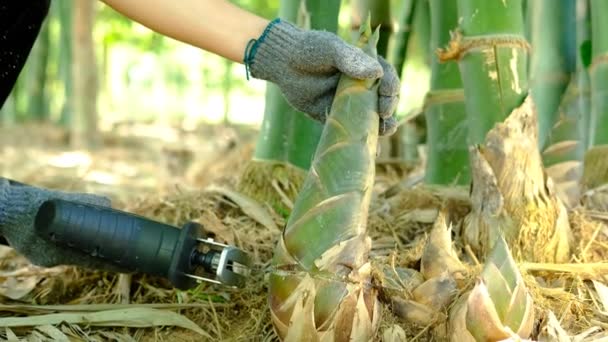 Руки Фермера Використовують Бензопилу Збору Бамбукових Пагонів — стокове відео