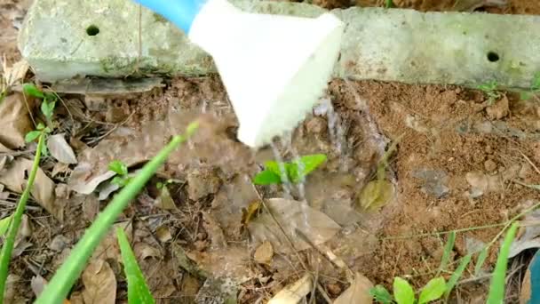 Une Douche Arrose Les Semis Aloe Vera Dans Zone Plantation — Video