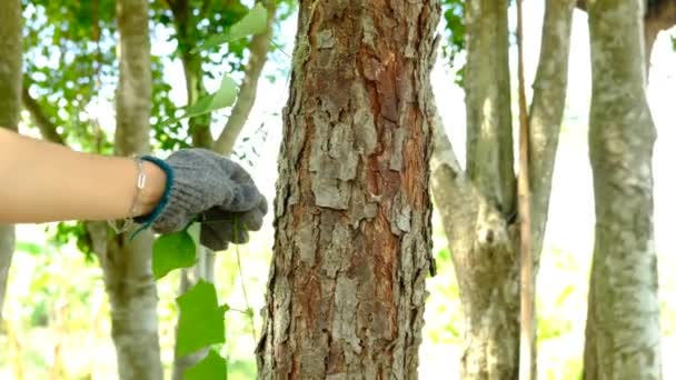 Ręka Farmera Wyciąga Chwasty Dużego Drzewa — Wideo stockowe