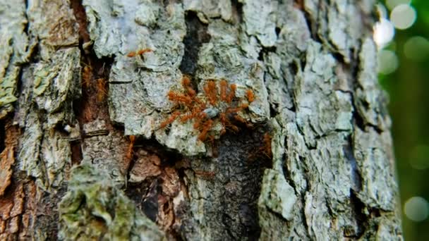 Kırmızı Karınca Sürüleri Ağaç Kabuğunda Böcek Yiyorlar — Stok video
