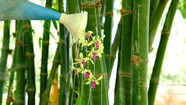 Αγρότες Ποτίζουν Ορχιδέες Στον Εξωτερικό Κήπο Μπαμπού — Αρχείο Βίντεο
