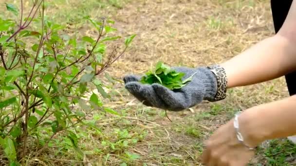 Рука Фермера Выщипывает Листья Базилика Приготовления Пищи — стоковое видео