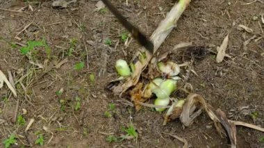 Çiftçiler muz ağaçlarını ince ince kesmek için bıçak kullanırlar. Hayvanlar için yemek yapmak için kullanılacak.