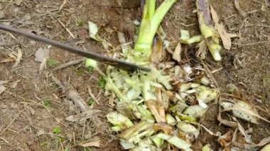 Çiftçiler muz ağaçlarını ince ince kesmek için bıçak kullanırlar. Hayvanlar için yemek yapmak için kullanılacak.