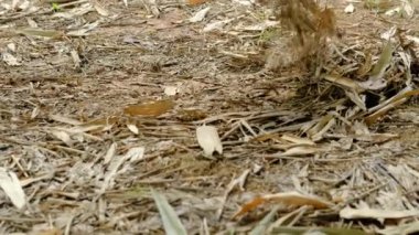 Çiftçiler bahçede yaprakları tırmıklıyor.