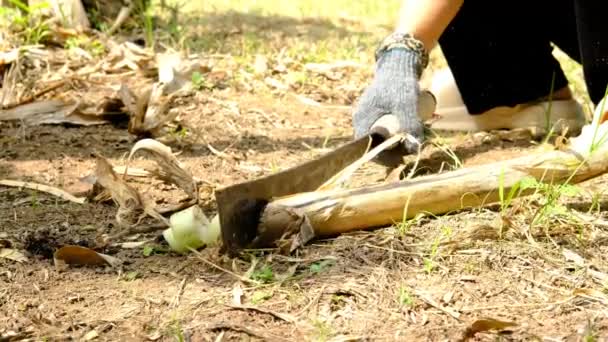 Agricultores Usam Facas Para Cortar Bananeiras Utilizar Produção Alimentos Para — Vídeo de Stock